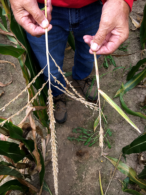 The tassel on the right has been drastically affected by the soil's boron deficiency.