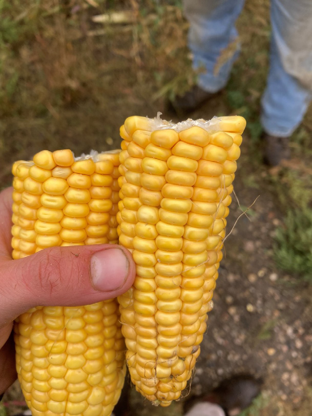 Effective Digestible Fibre (EDF) hybrid corn