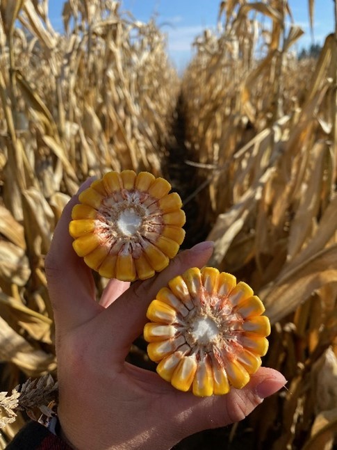 With A6566G8 we have a better overall yield punch