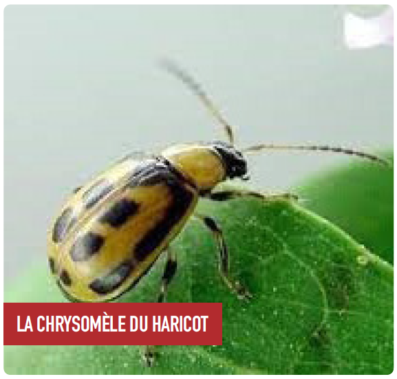 LA CHRYSOMÈLE DU HARICOT