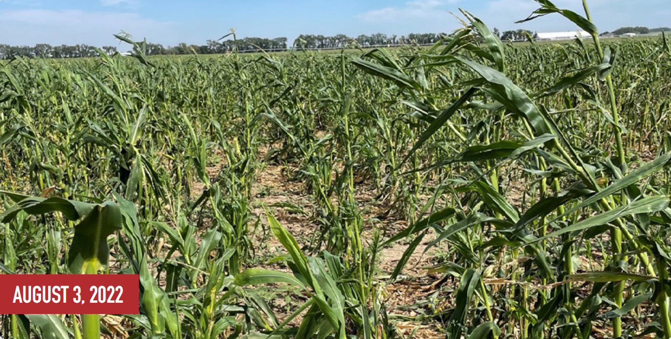 Hail damage in field in August