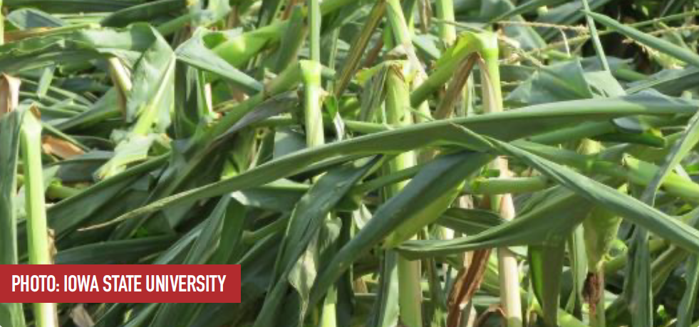 Green snap photo by Iowa State University
