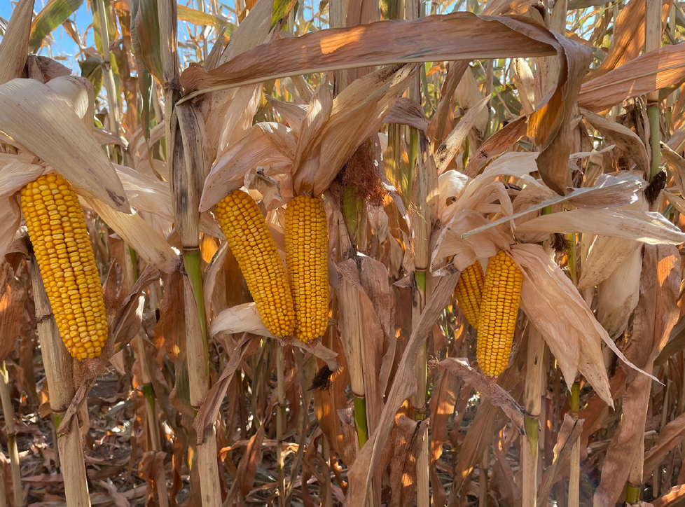 above-average yields