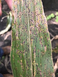 Figure 2. Characteristic signs and symptoms of tar spot.