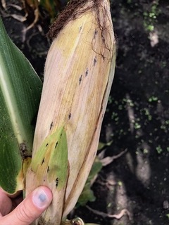 Figure 3. Tar spot stromata on ear husks.