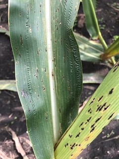 Figure 4. Tar spot stromata on a corn leaf and stalk.