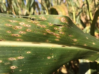 When to harvest corn with Tar Spot