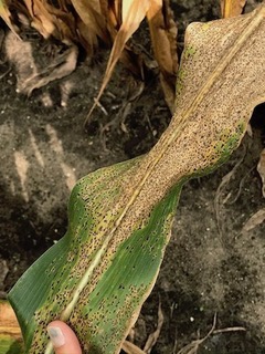 Figure 7. Senescence on a corn leaf with dense stromata.