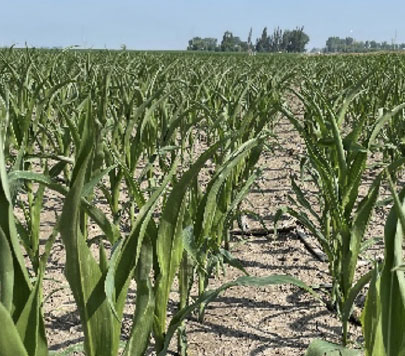 Corn Water Use - Western Canada