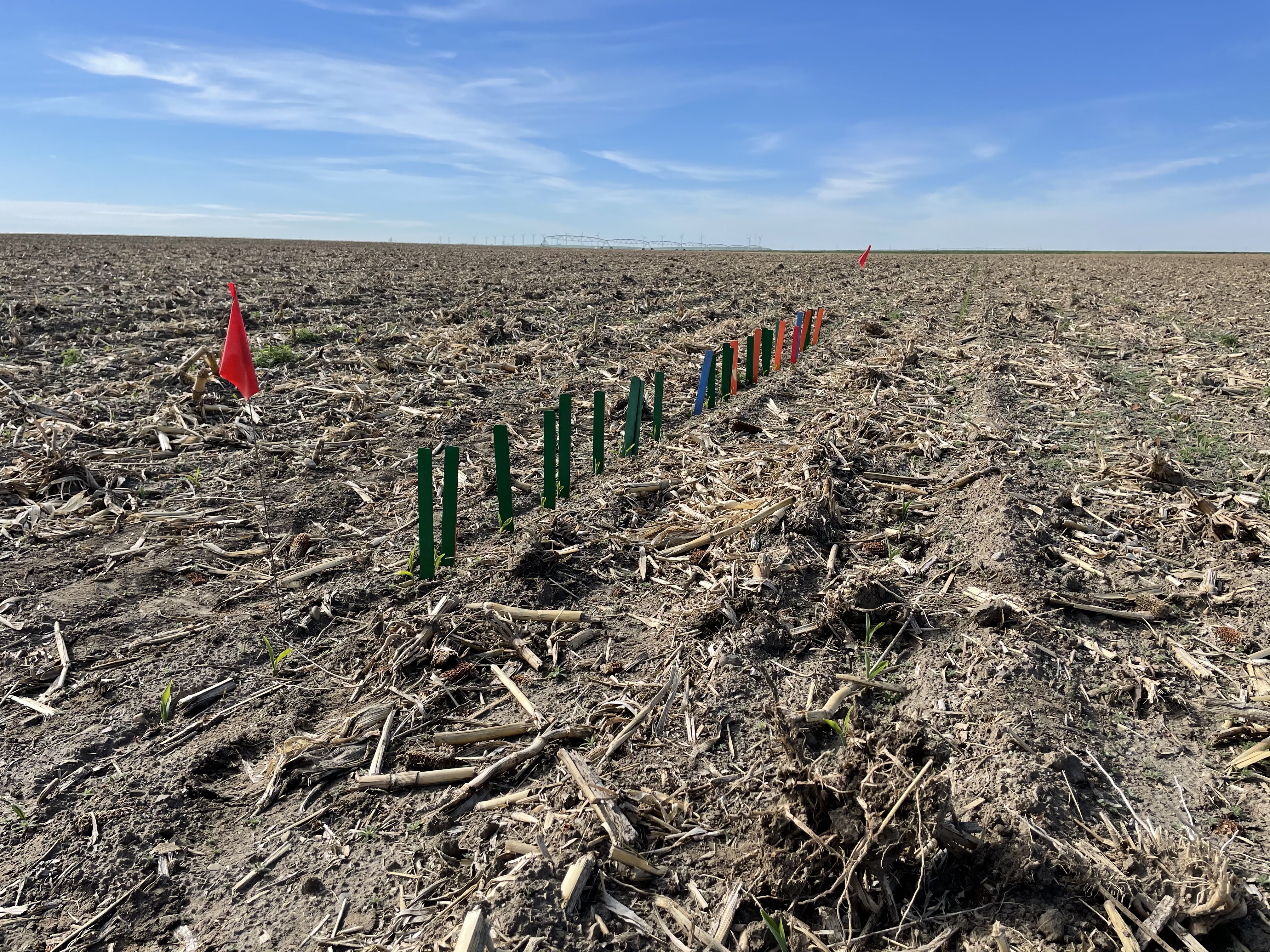 Evaluating Plant Emergence