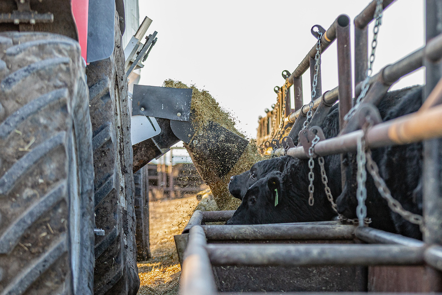 Think barley offers optimal forage production? Take a closer look at PRIDE Seeds’ corn 