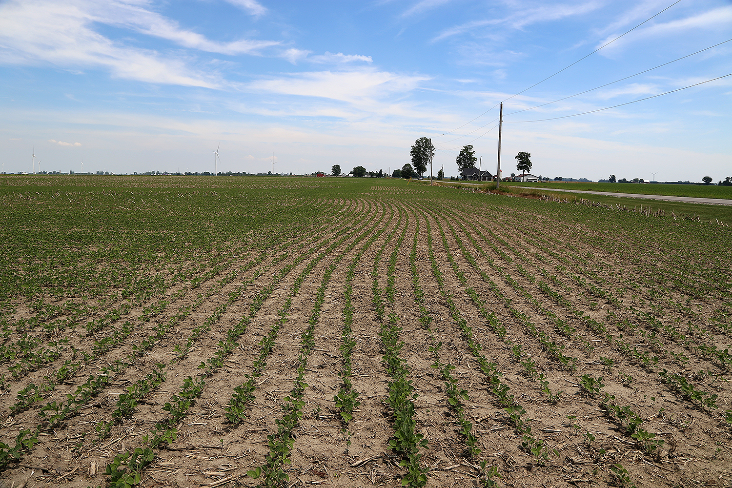 Risks of Planting in Cool and Wet Conditions