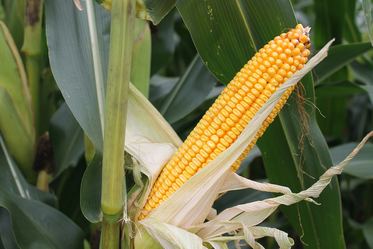 Importance of Micronutrients in Corn