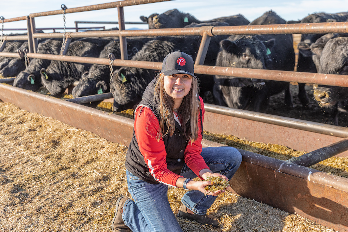 How to Select the Right Corn Hybrid for Silage 