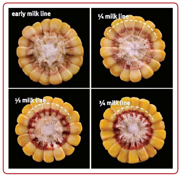 Milk lines on corn